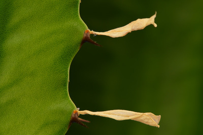 Close-up of a dark green stalk with yellow dried leaves.