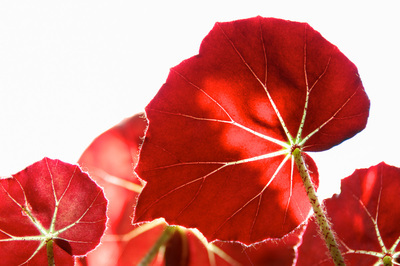 Red begonia leaves viewed from the underside against a featureless white background.