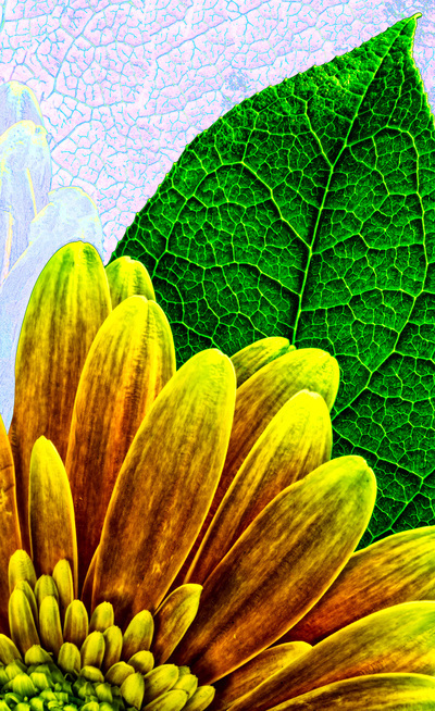 A stylized gerbera daisy in yellow and orange. There is a green leaf behind it and a purple veined background.