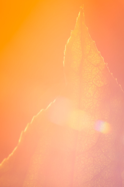 Close-up of a leaf. Overall color of orange, and there is lens flare across the center.