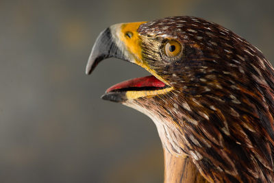 Detail with side view of eagle head. Its mouth is open.