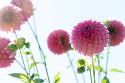 Pink spherical flowers in front of a whitish sky