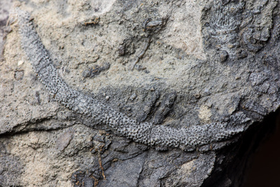 Close up of a gray fossil in a beige rock