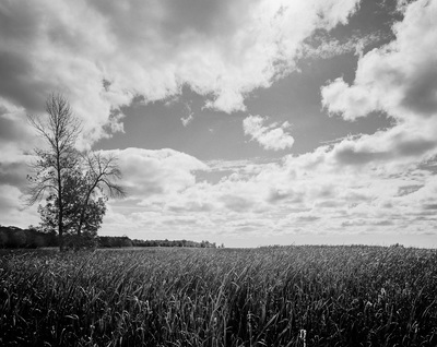 Black and white landscape featuring grasses and dramatic clouds. A lone tree stands to the left.