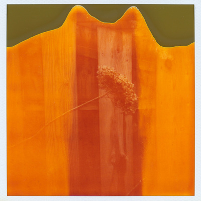 Bright orange vertical stripes with a solid green smudge at the top. There's a faint image of a dried flower in the center.