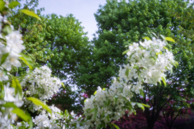 Slightly fuzzy-focus apple blossoms in front of other green leaves
