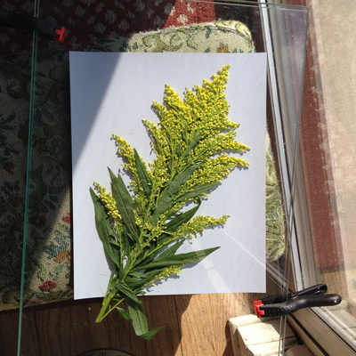 A fluffy yellow and green plant squished against a bluish paper. It is held together by sheets of glass and plastic clamps, and sits in the sunlight.