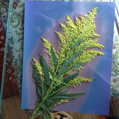 Same as before, but now the paper is dark blue with a small amount of purple under the yellow-green plant material.