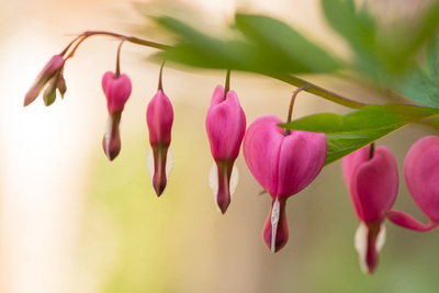 A stem of bleeding heart flowers in fuchsia and white gracefully drapes from right to left in the image. The flowers have small droplets on them.
