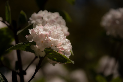 A somewhat desaturated group of viburnum clusters, one cluster is in focus and the rest are blurry. The flowers are open and white with pink edges.