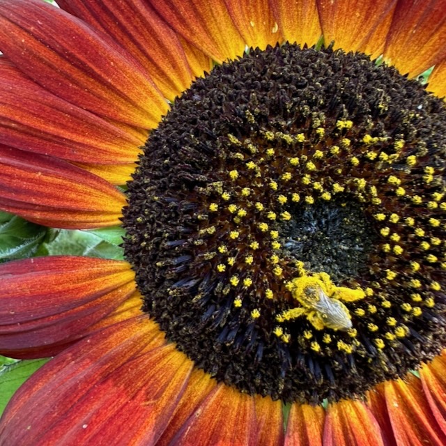 Close up of a bee in the middle of an orange sunflower. The bee is covered in pollen.