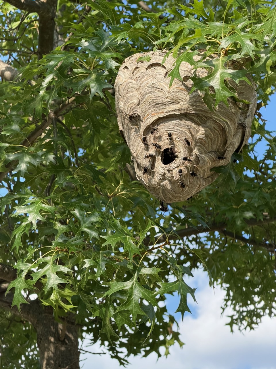 Bald-faced hornet’s nest